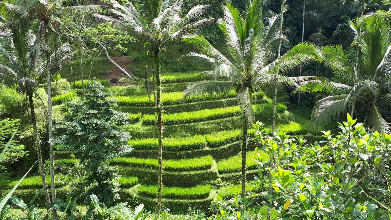 شقة Tangkas House Tampaksiring المظهر الخارجي الصورة